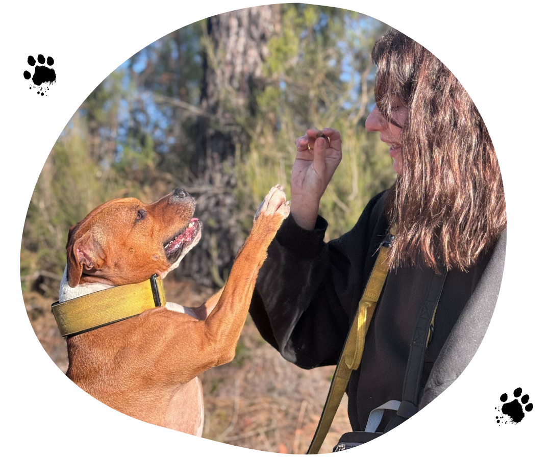 kind dog training avec chien staffie