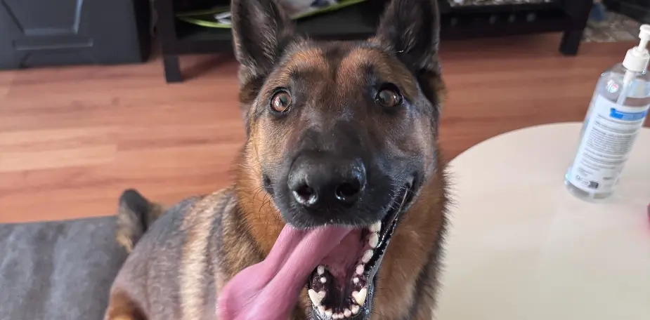 Jeune chien adolescent en extérieur, attentif, à la sortie de sa phase chiot