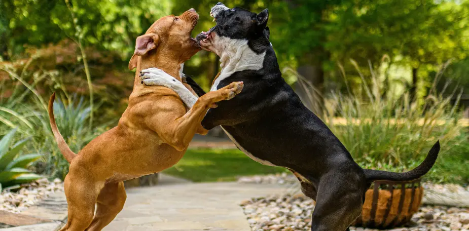 Chien montrant les crocs en posture défensive, illustrant l'agressivité canine et ses signaux d'avertissement