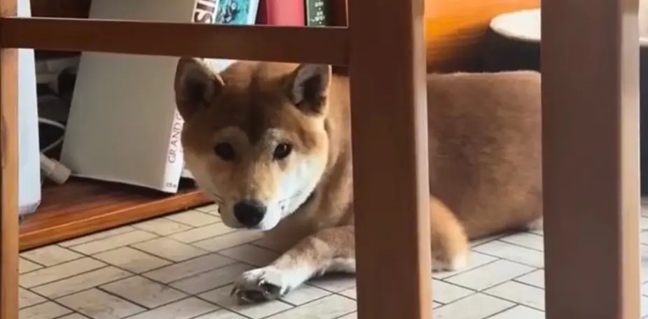 Chien anxieux couché au sol, oreilles en arrière et regard inquiet, illustrant les signes physiques de l'anxiété