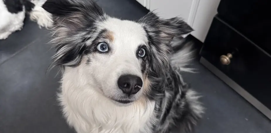 Chien couché seul près de la porte d'entrée, en attente du retour de ses propriétaires