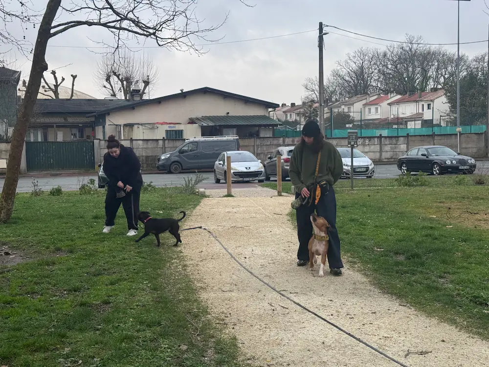 Deux chiens se font face en extérieur, un propriétaire tient son chien en laisse à distance
