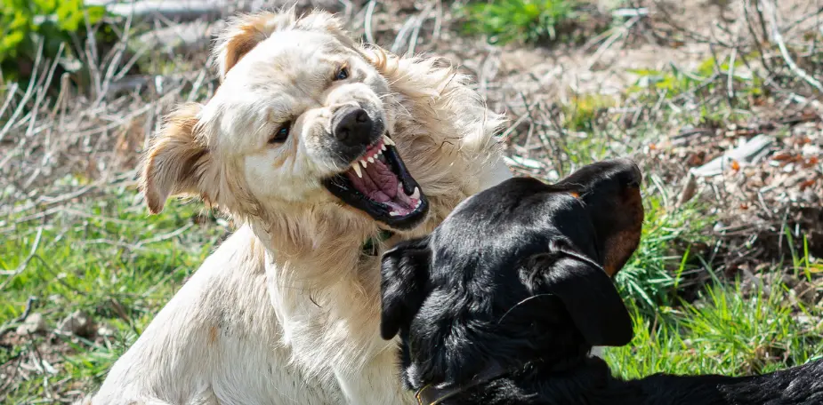 Deux chiens en tension face à face en pleine balade, illustrant une situation d'attaque entre congénères