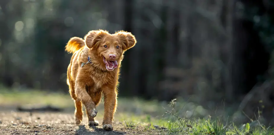 Chien en extérieur près d'une clôture, illustrant la problématique de la fugue chez le chien