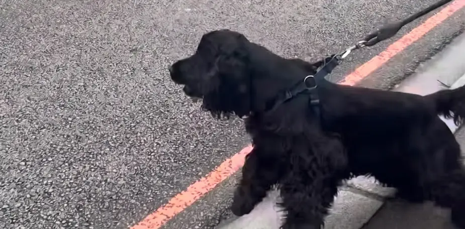 Chien en laisse qui tire lors d'une promenade, illustrant la problématique de la traction en laisse