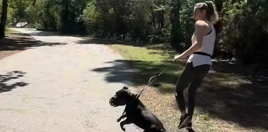 Chien en laisse qui aboie et tire vers un congénère au loin lors d'une balade en ville