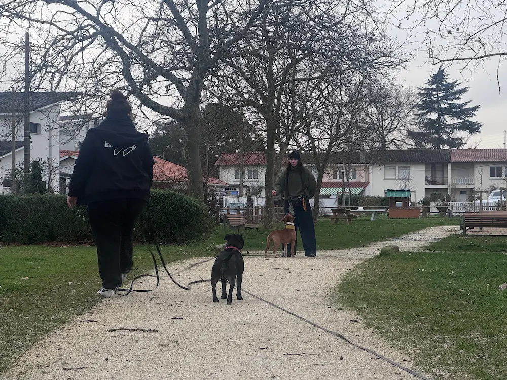 Chien en balade qui apprend à se canaliser et à rester attentif à son maître en extérieur