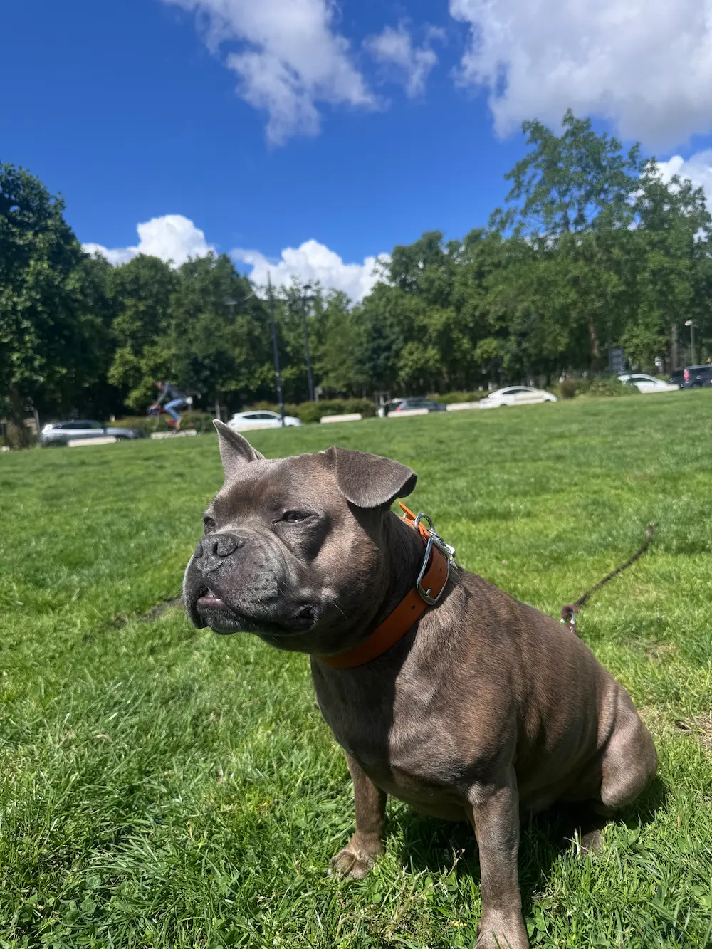 Chien en balade en extérieur, en pleine montée émotionnelle face à un stimulus