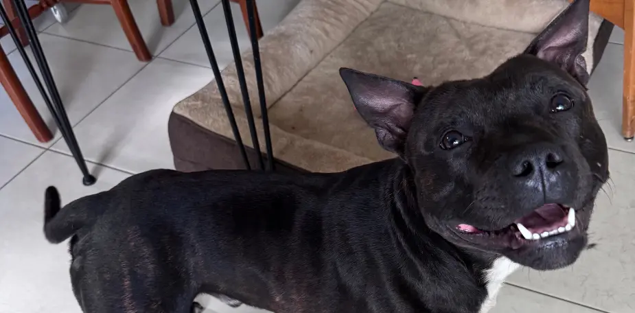 Chien en surexcitation à la maison, illustrant un chien qui ne sait pas gérer ses émotions