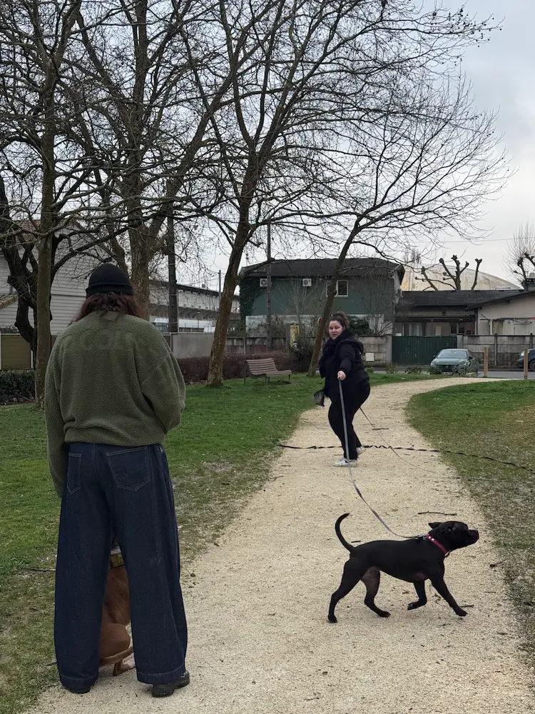 Chien réactif tenu en laisse face à un autre chien pendant une promenade