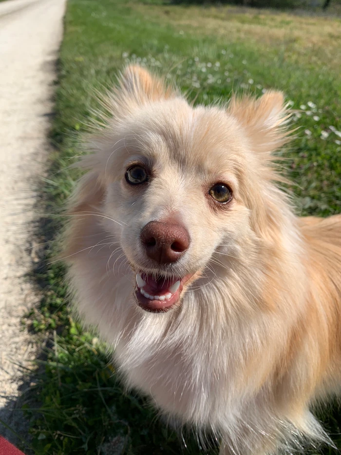 chien en bilan comportemental à Bordeaux