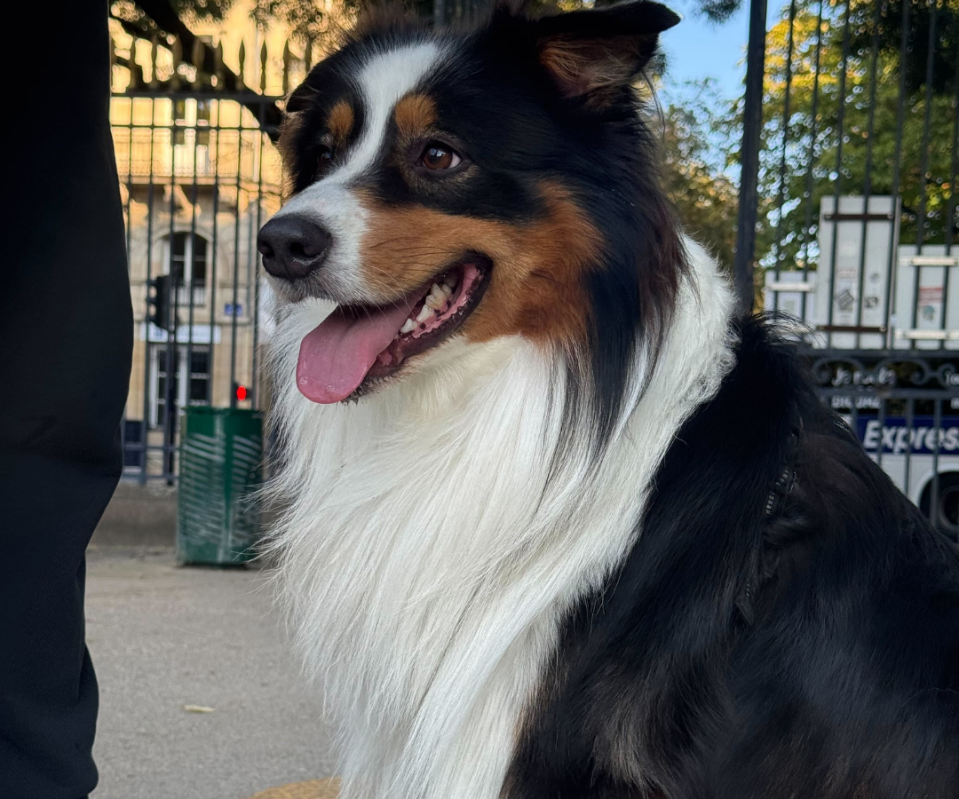 Rééducation d'un berger australien par un éducateur canin à Bordeaux