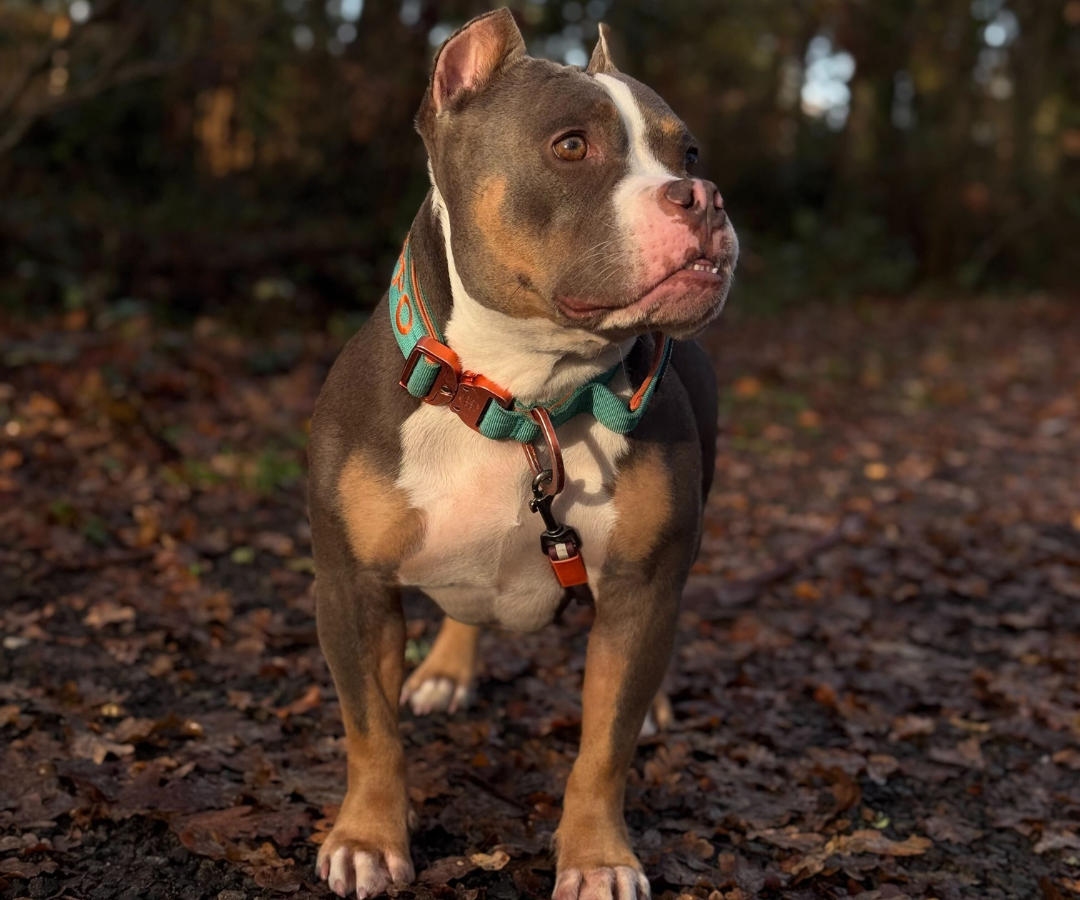 Cours d'éducation canine pour un Bully à Bordeaux