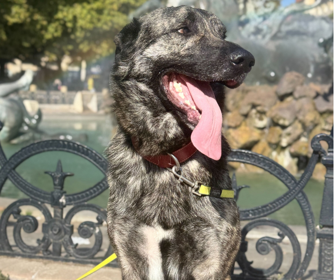 Rééducation d'un chien agressif par un éducateur canin à Bordeaux