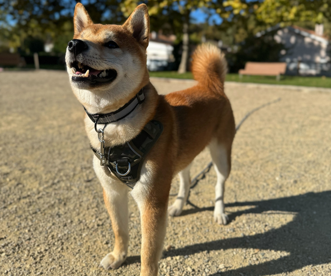Education d'un chien Shiba Inu à Bordeaux