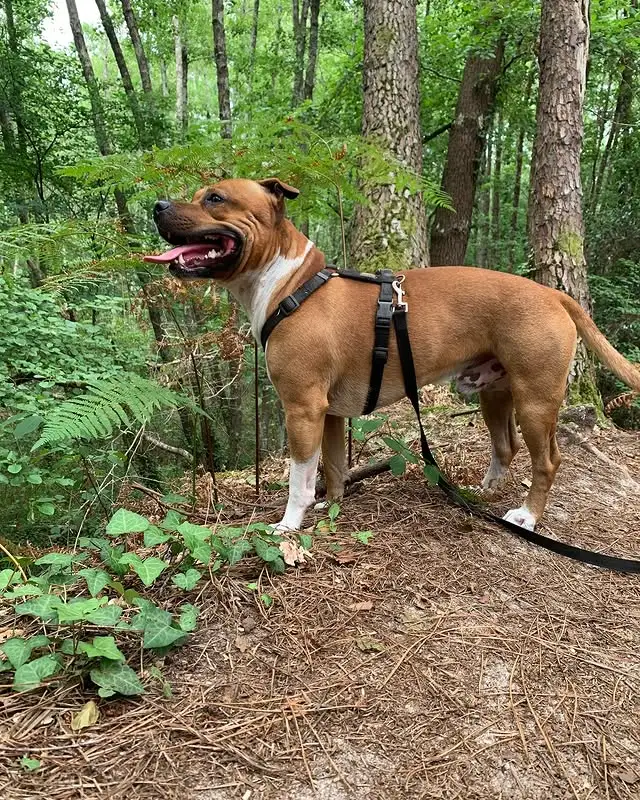 chien Staffy en cours d'éducation canine à Bordeaux