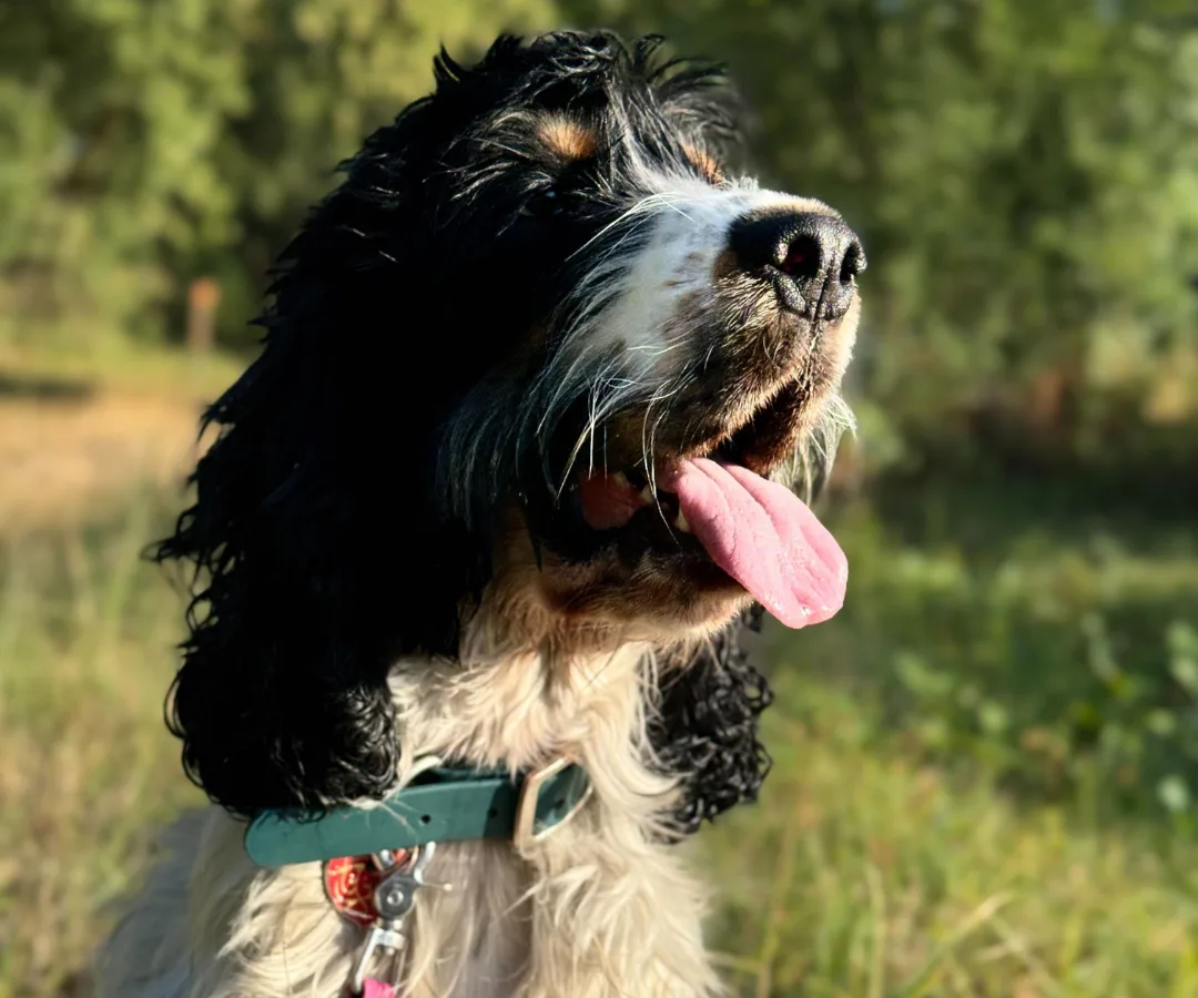 Chien cocker anglais pendant une séance d'éducation canine