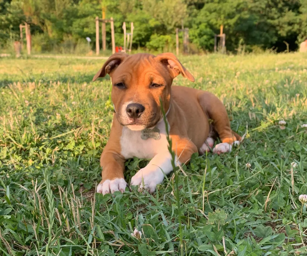 Chiot staffie pendant une séance d'éducation canine