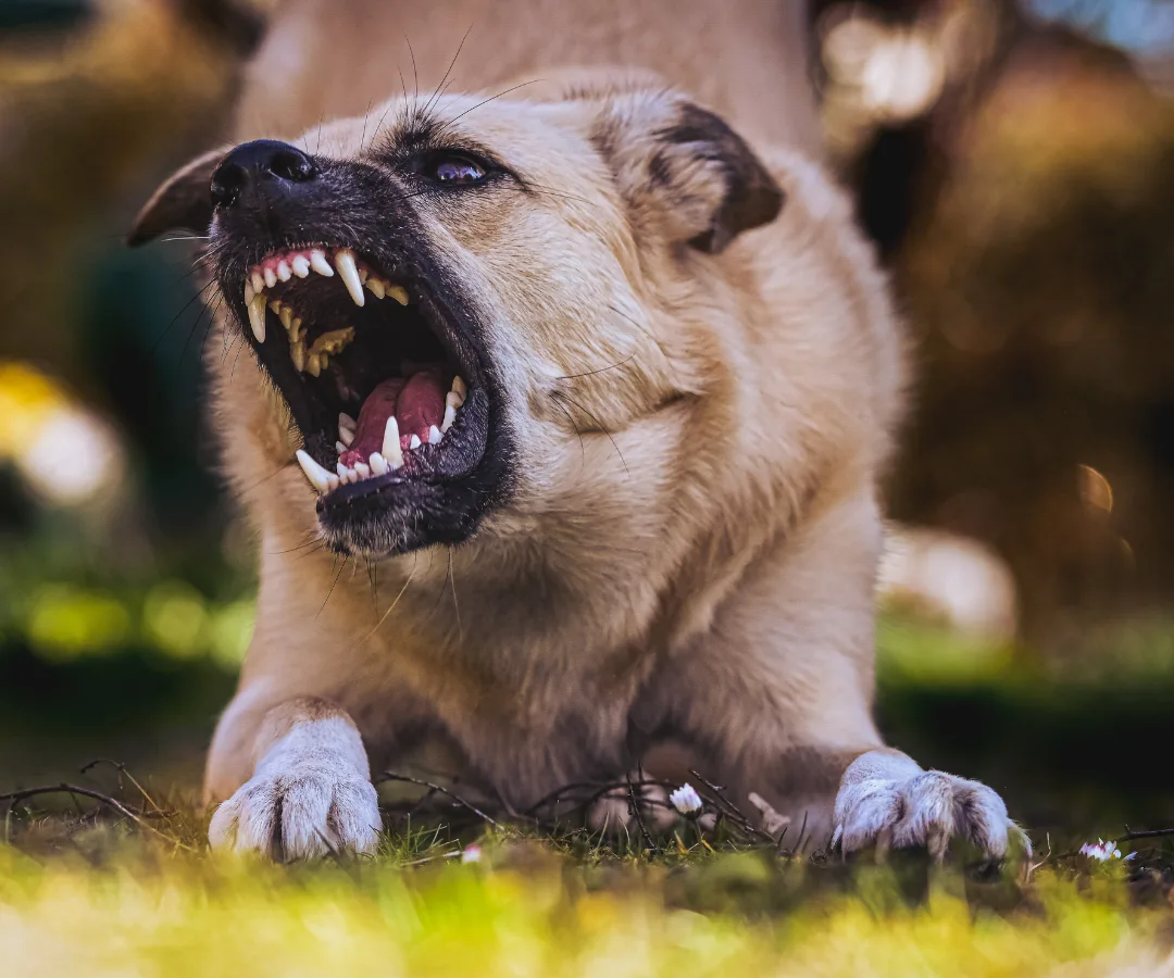 Chien réactif pendant un travail de désensibilisation