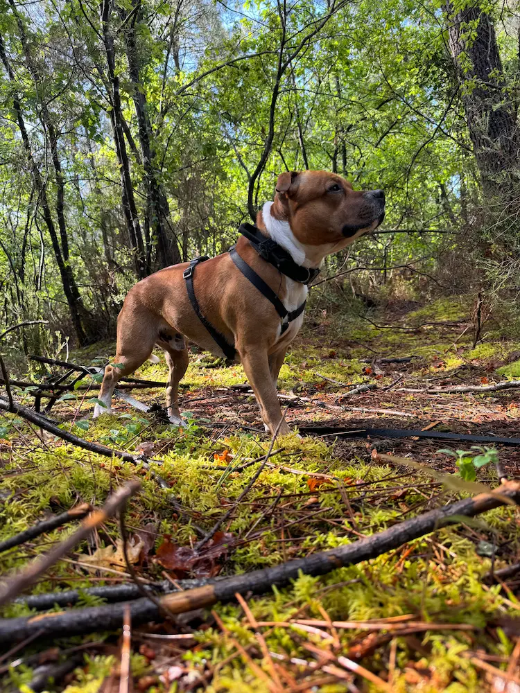 stage intensif d'éducation canine à Bordeaux avec Kind Dog Training